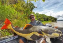 VÍDEO: pescador fisga pirarara de 1,5 metros e 70 quilos em rio