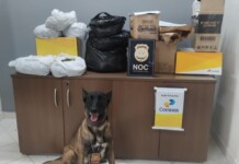 Cão farejador da Polícia Civil do Acre encontra mais de 10 quilos de folhas de coca, além de maconha escondidos em embalagens dos Correios