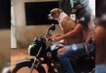 VÍDEO: cachorro é flagrado passeando de moto no Acre e viraliza na web