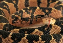 Pesquisadores da Ufac fazem histórico de mortes por picada de cobra no Alto Juruá