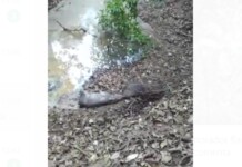 VÍDEO: briga entre porcos-do-mato impressiona no interior do Acre: ‘Nunca tinha visto’