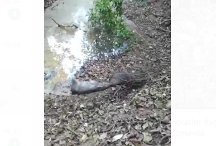 porcos-do-mato-scaled