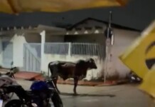 VÍDEO: no Acre, boi é flagrado em bar e assusta clientes; ASSISTA
