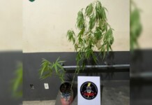 Em Cruzeiro do Sul, menor é apreendido por cultivar maconha no quintal de casa