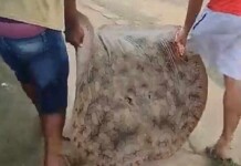 Em Cruzeiro do Sul, pescadores capturam arraia de mais de 50 quilos