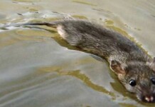 Após morte de cantor com suspeita de leptospirose, dez novos casos são confirmados em Cruzeiro do Sul