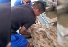 VÍDEO: arraia de aproximadamente 50 quilos é capturada no Rio Juruá
