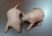 Ameaçado de extinção, filhotes de Tatu-galinha são resgatados em rodovia