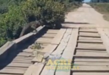 VÍDEO: em Mâncio Lima, onça pintada é filmada subindo em ponte e assusta moradores