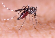 Com alta incidência, Mâncio Lima registra mais de 300 casos notificados de dengue, segundo boletim da Sesacre