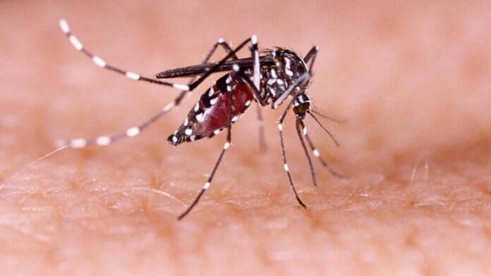 DENGUE-1