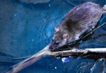 Mâncio Lima registra seis casos de Leptospirose e causa preocupação às autoridades