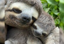 VÍDEO: mãe e bebê-preguiça são vistos se abraçando no Acre e momento de fofura viraliza