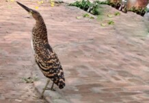 Pássaro socó-boi é registrado por câmeras no centro de Cruzeiro do Sul