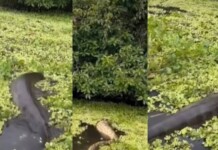 VÍDEO: cobra gigante é flagrada por internautas suspostamente no rio Crôa em Cruzeiro do Sul