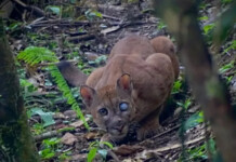 No Acre, onça encara equipe que fazia monitoramento em área de preservação
