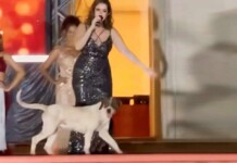 Cachorro “desfila” na passarela e “rouba” a cena no Miss Acre 2023