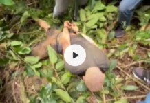 VÍDEO: em Cruzeiro do Sul, polícia prende foragidos do presídio Manoel Neri que estavam fazendo roubos pela cidade