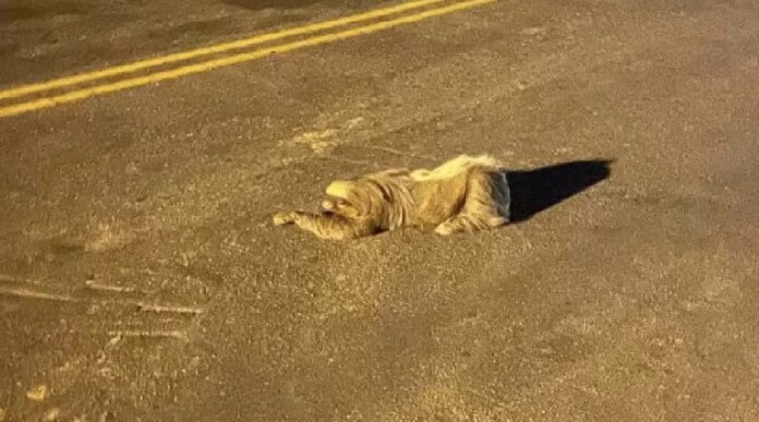 Novo-Projeto-2023-06-09T095708.937