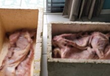 Em Cruzeiro do Sul, suspeito de furto é preso com 200 kg de carne de caça