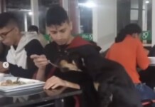 VÍDEO: no Acre, estudante da Ufac divide jantar com cachorro no RU e imagens viraliza nas redes; ASSISTA