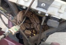 Em Cruzeiro do Sul, Bombeiros são acionados para retirar serpente de carenagem de motocicleta