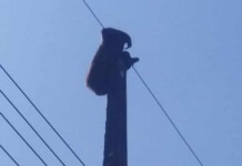 Bicho preguiça é resgatado da rede elétrica em Cruzeiro do Sul