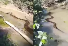 Vídeo: sucuri gigante é flagrada por moradores em igarapé no interior do Acre