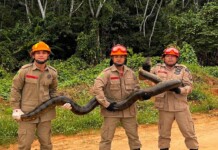 VÍDEO: em Cruzeiro do Sul, Bombeiros resgatam sucuri de proximamente 5 metros