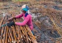Em Cruzeiro do Sul, incêndio causa grande prejuízo a agricultor