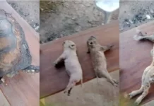 Incêndio destrói três casas e causa morte de dezenas de animais em assentamento no Acre