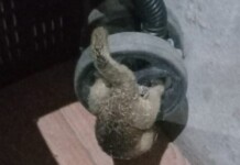 Animal super raro invade casa no Acre: ‘veio andando lentamente em minha direção
