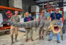 Caçadores batem recorde ao capturar jacaré de 4,3 metros e 364 quilos
