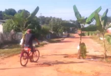 Moradores plantam bananeiras em buracos na rua da prefeitura de Mâncio Lima