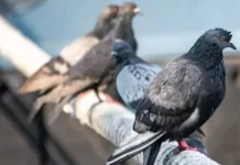 Mulher morre vítima de doença do pombo em Rio Branco; trabalhadores relatam preocupação