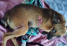 Em Mâncio Lima, bandidos ferem cachorros com golpes de terçado ao tentarem invadir residência