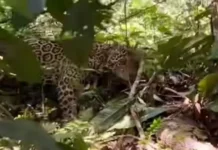 VÍDEO: turistas e guia sobrevivem a encontro com onça-pintada na Amazônia