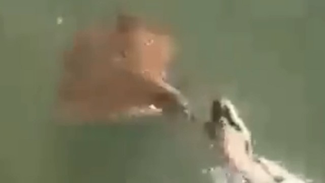 arraia-trava-ferrao-venenoso-em-cabeca-de-sucuri-apos-ataque-video-impressionante1610631018