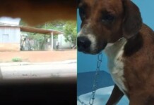 IMORAL: homem é preso suspeito de estuprar cachorra