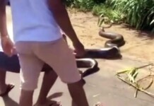 VÍDEO: em Mâncio Lima, cobra de 5 metros é vista atravessando estrada; animal tentou dar bote em homem