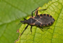 Governo cria sala de situação para acompanhar surto de Doença de Chagas em Cruzeiro do Sul