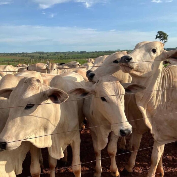 a6a91193-f029-4c9f-9dbc-de37d363bb4f-1024x1024