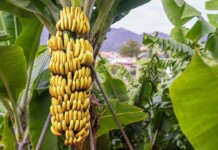 Cooperativa de Agricultores realiza projeto para o fortalecimento da produção e comércio de banana na região
