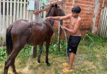 Em Cruzeiro do Sul, família procura por Bela, uma égua que está desaparecida