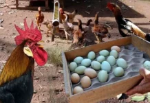 Mais caro que carnes nobres: galinhas exóticas põem ovos que custam R$ 300