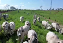 Acre teve apenas 6 casos de raiva bovina nos últimos 5 anos