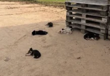 Cresce abandono de animais no ‘Porto do Governo’ em Cruzeiro do Sul