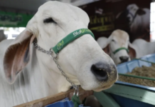 ANEXA AO AC? Lábrea e Boca do Acre concentram maior rebanho bovino do Amazonas, aponta IBGE