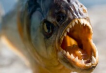 TERRO: Banhistas são atacados por piranhas em balneário