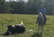 TRAGÉDIA: em Cruzeiro do Sul, raio mata três bois em fazenda